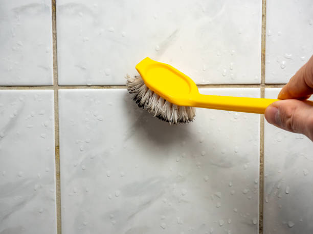 Best Home Mold Removal  in Trainer, PA