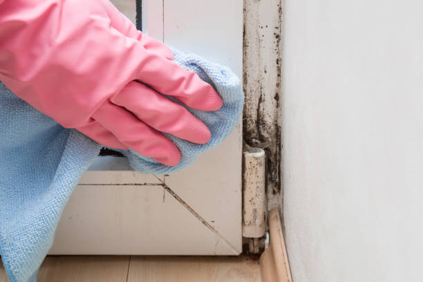 Best Same-Day Mold Removal  in Trainer, PA